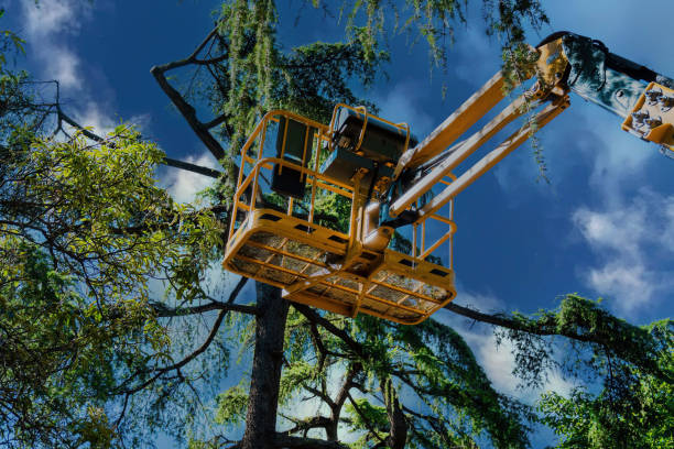 Best Tree Removal Service  in Scow Mills, MO