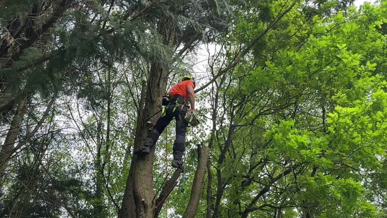 Best Emergency Tree Removal  in Scow Mills, MO