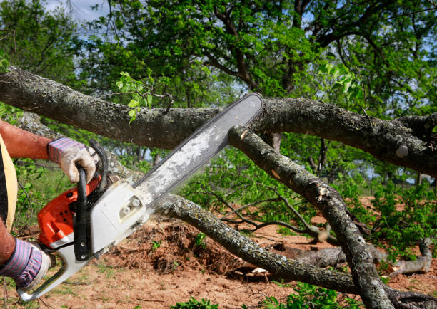 Best Tree Disease Treatment  in Scow Mills, MO